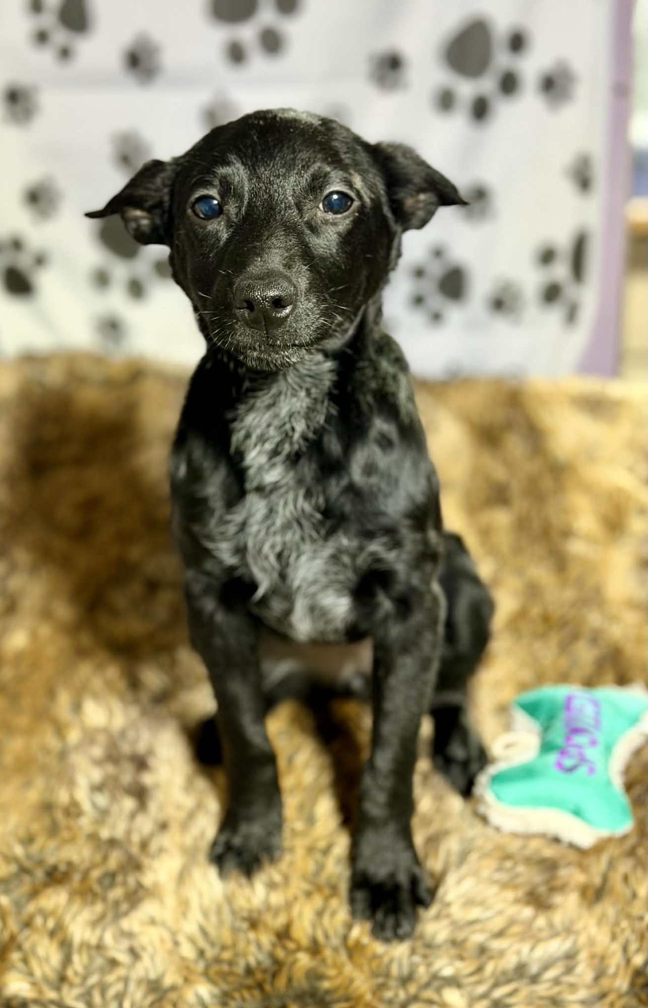 Dolly (NY-Lia) - Photo 3