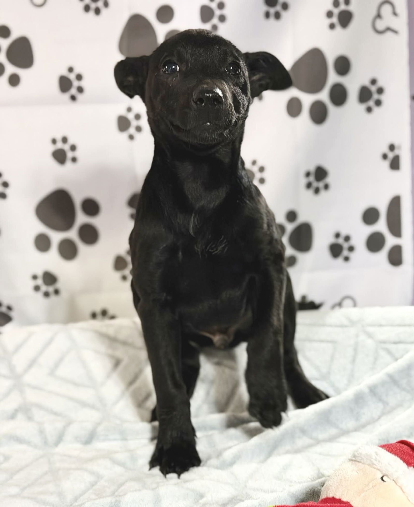 DENVER (LIA-NY) *BROOKFIELD NY* - Collie / Australian Cattle Dog/Blue Heeler available for adoption