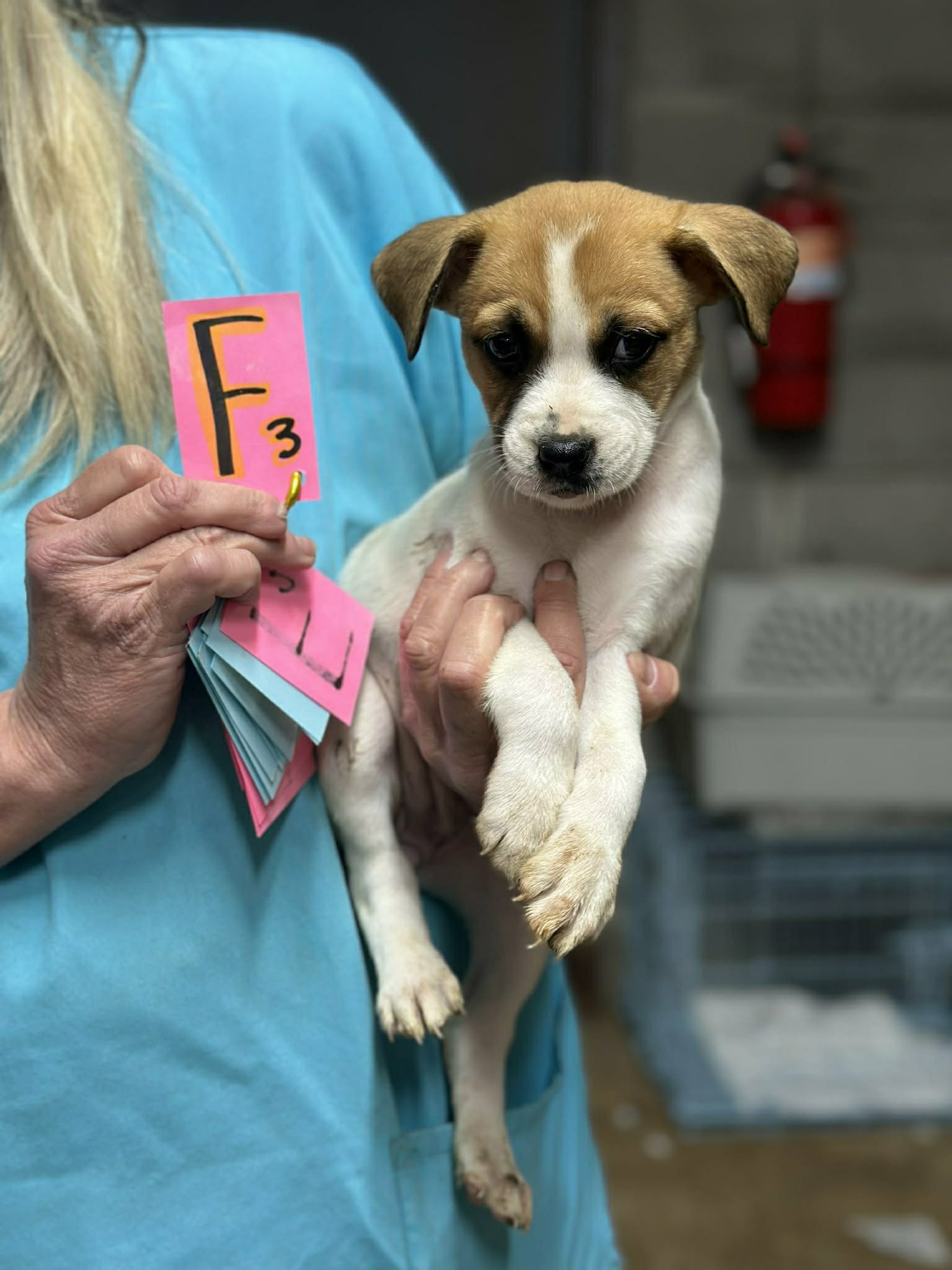 ALICE (NY-LIA) - Beagle available for adoption