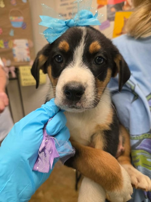 HELIX (NY-LIA) - Bernese Mountain Dog available for adoption
