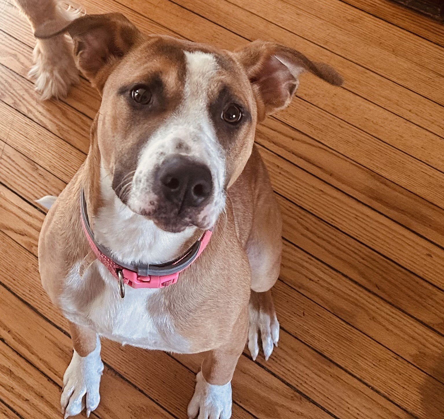 WENDY *COURTESY POST* (MORRIS-NY) - Boxer / Affenpinscher available for adoption