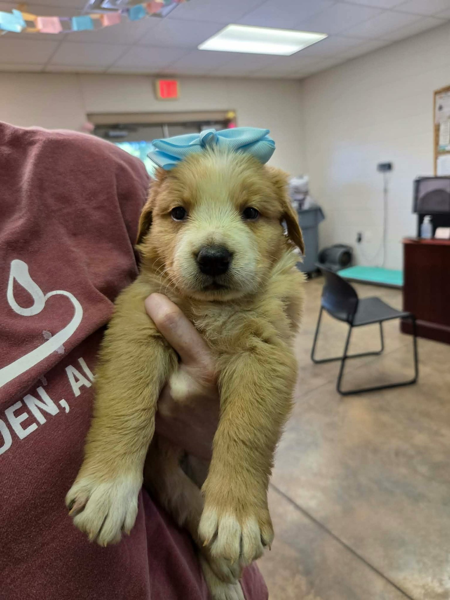 VEGAS (NY-LIA) - Golden Retriever / Poodle (Standard) available for adoption