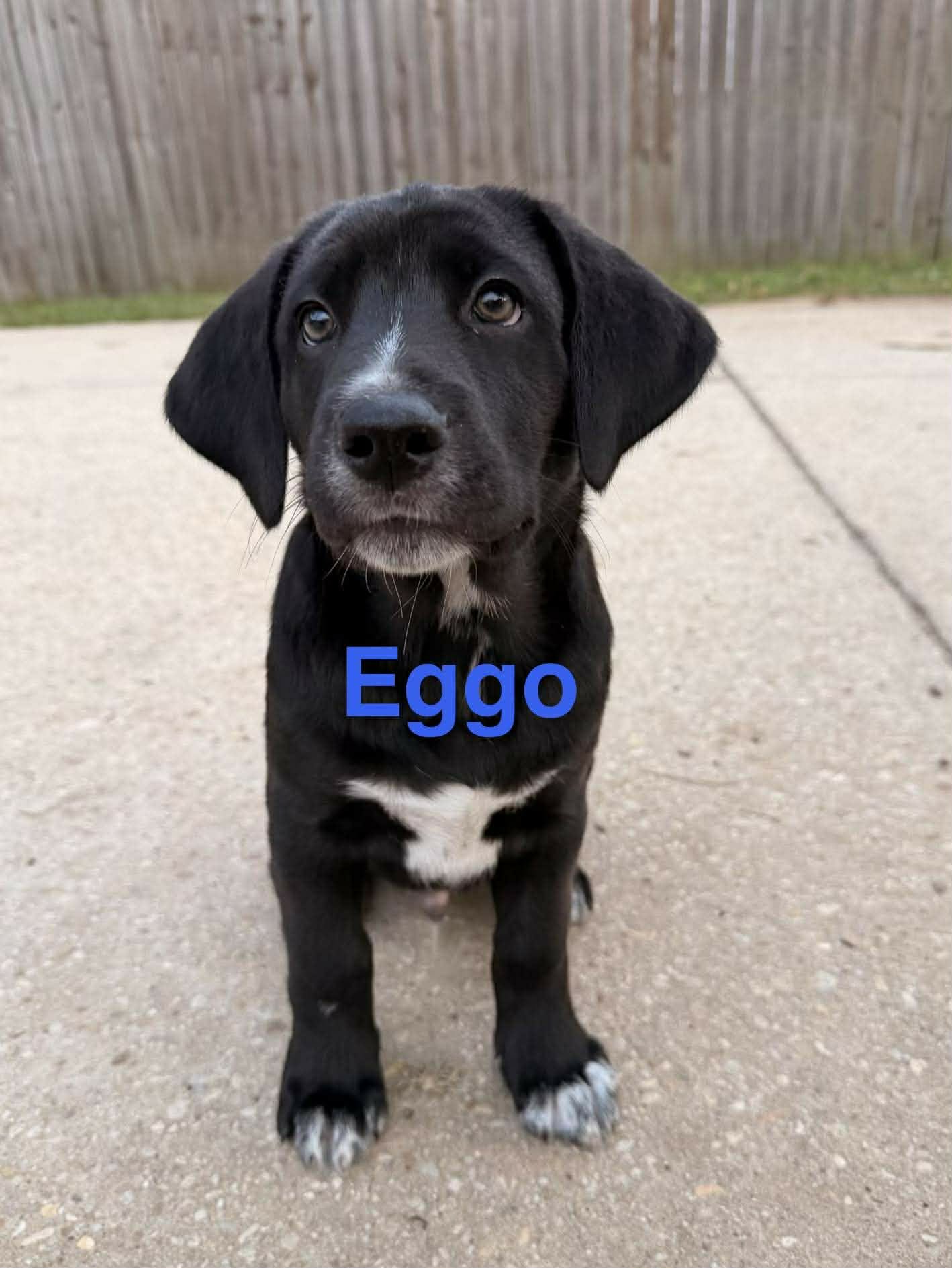 EGGO (NY-SARAH) *DELANSON NY* - Labrador Retriever available for adoption