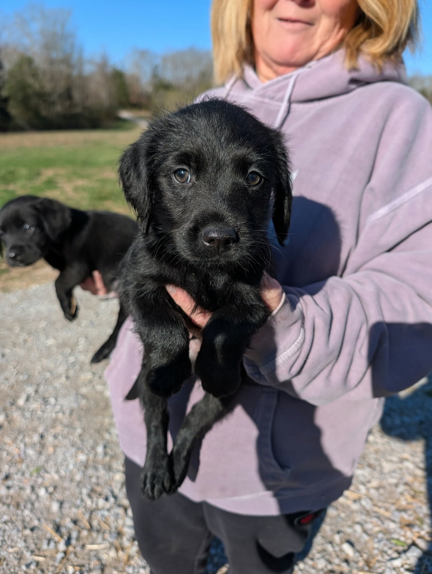 FENNEL (NY-SHARI) - Labrador Retriever / Golden Retriever available for adoption
