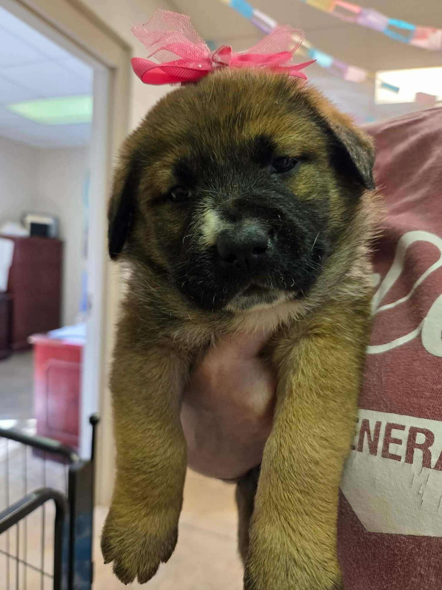BABY (NY-LIA) - German Shepherd Dog available for adoption