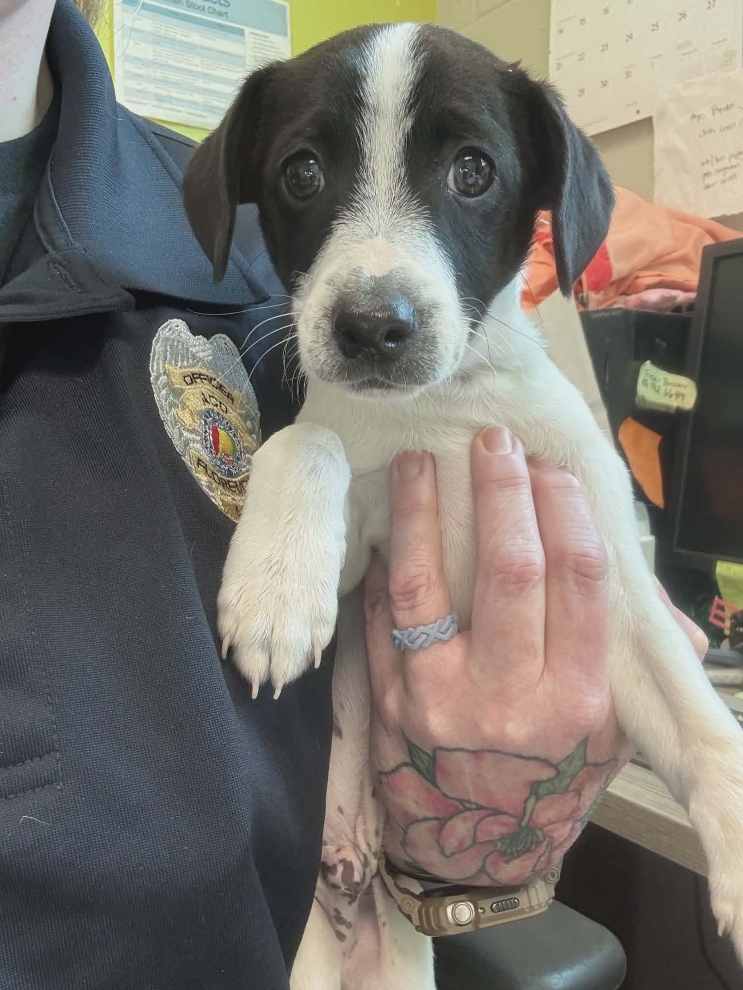 HARLEY (NY-EMILY) - Jack Russell Terrier available for adoption