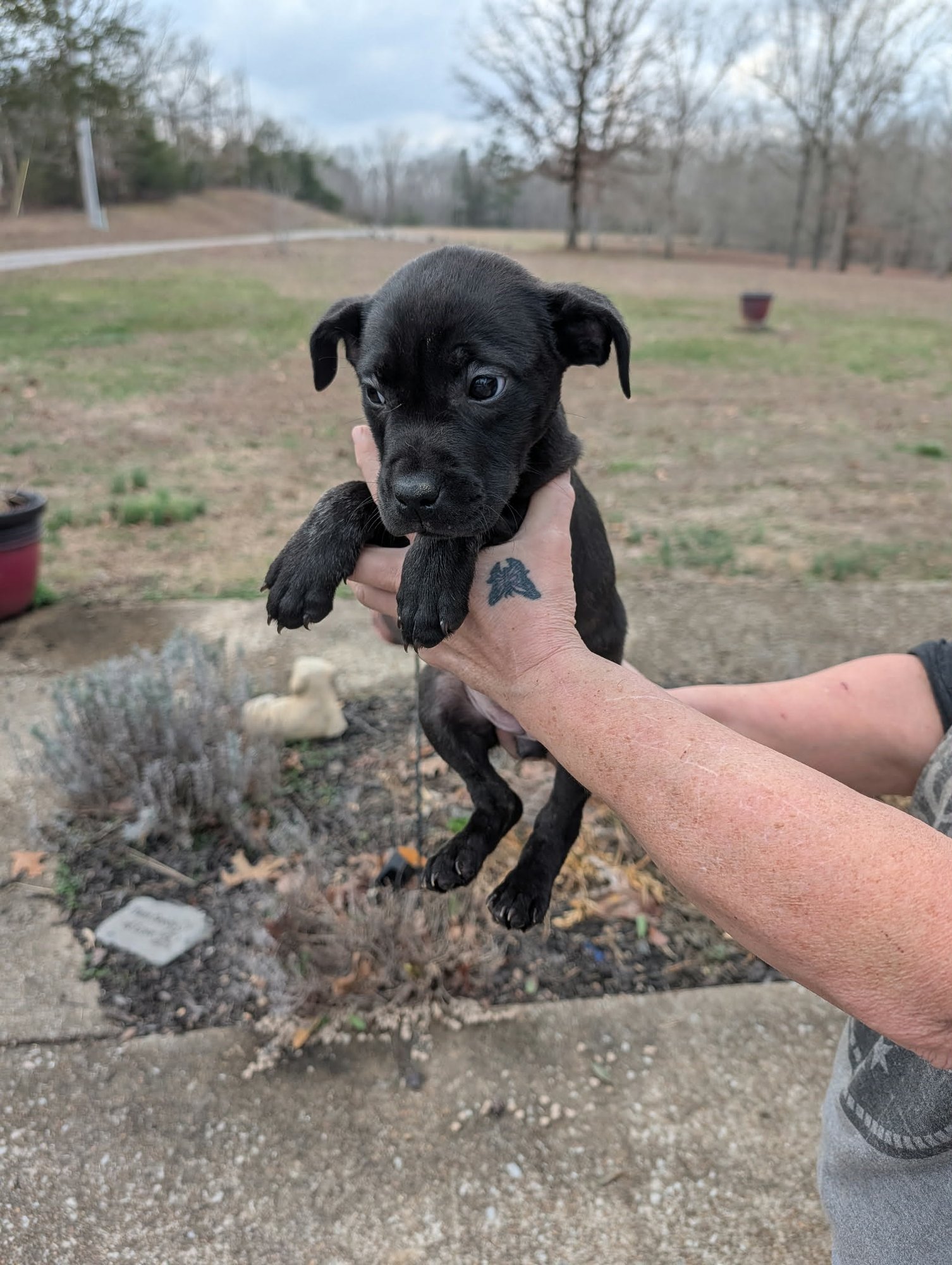 GALAXY (NY-SARAH) - Pit Bull Terrier available for adoption