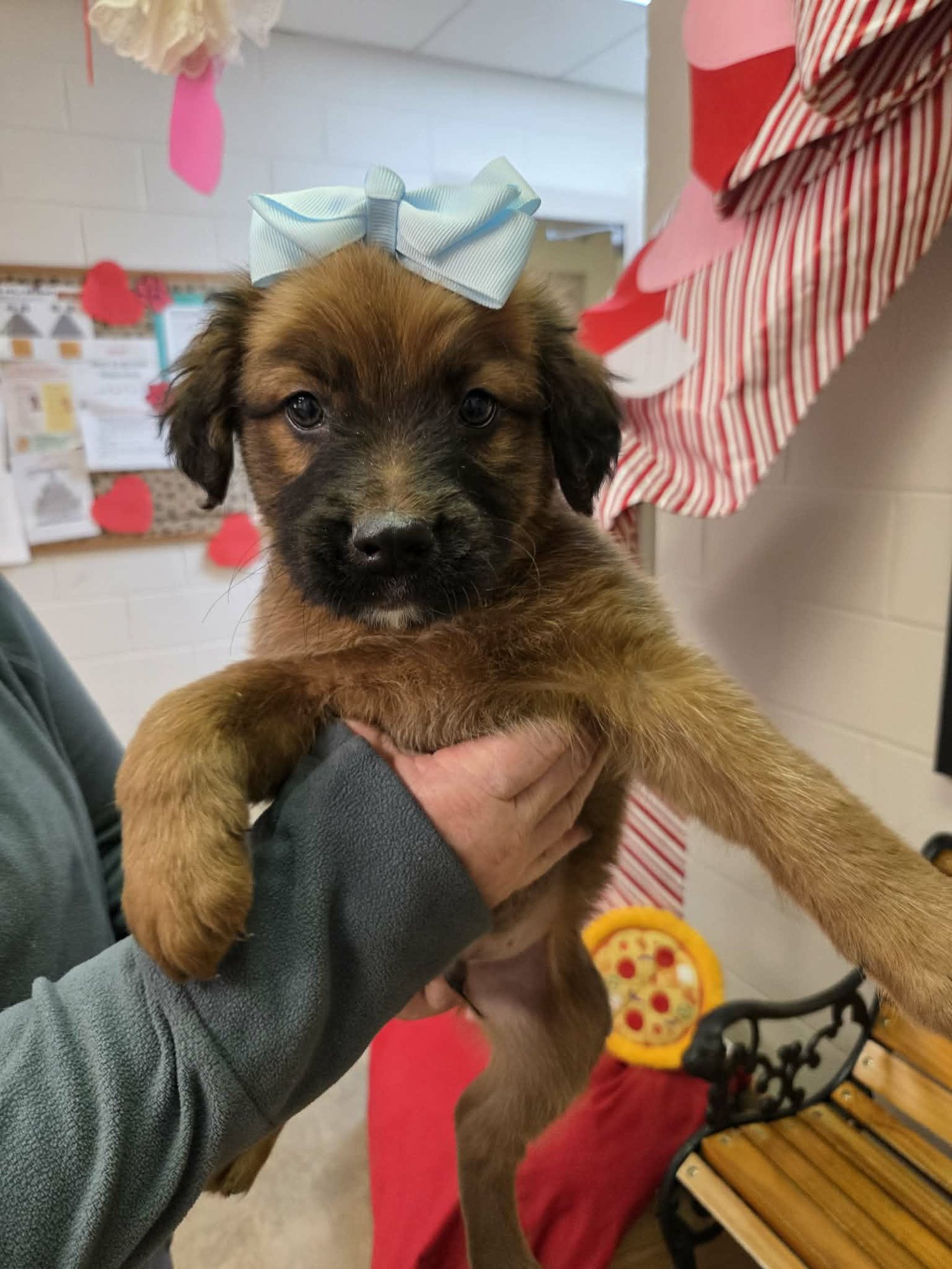 ECHO (NY-SHARI) - German Shepherd Dog / Labrador Retriever available for adoption