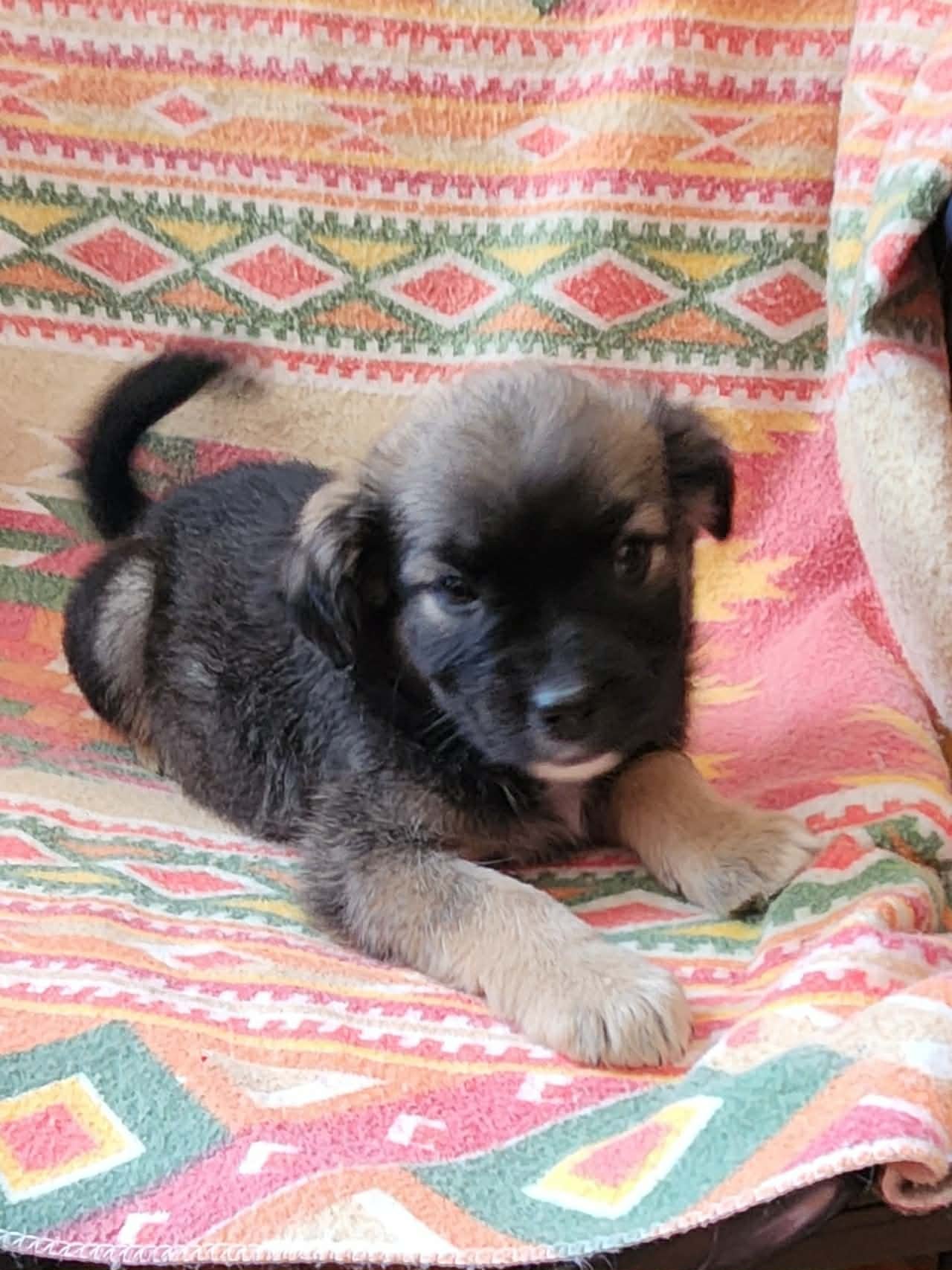 EMMA (NY-SHARI) - German Shepherd Dog / Labrador Retriever available for adoption