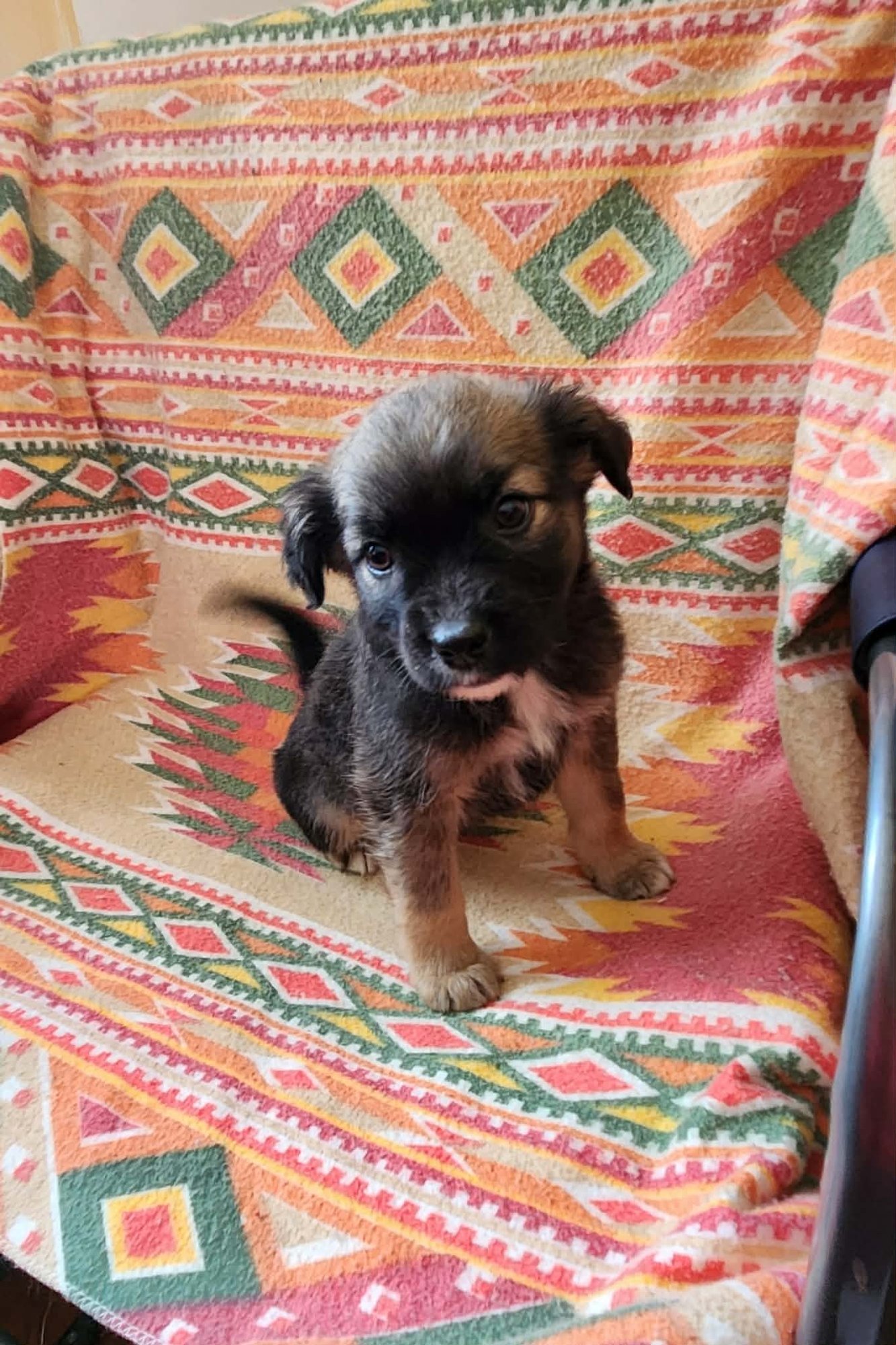 EMMA (NY-SHARI) - German Shepherd Dog / Labrador Retriever available for adoption