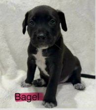 BAGEL (NY-SARAH) - Labrador Retriever available for adoption