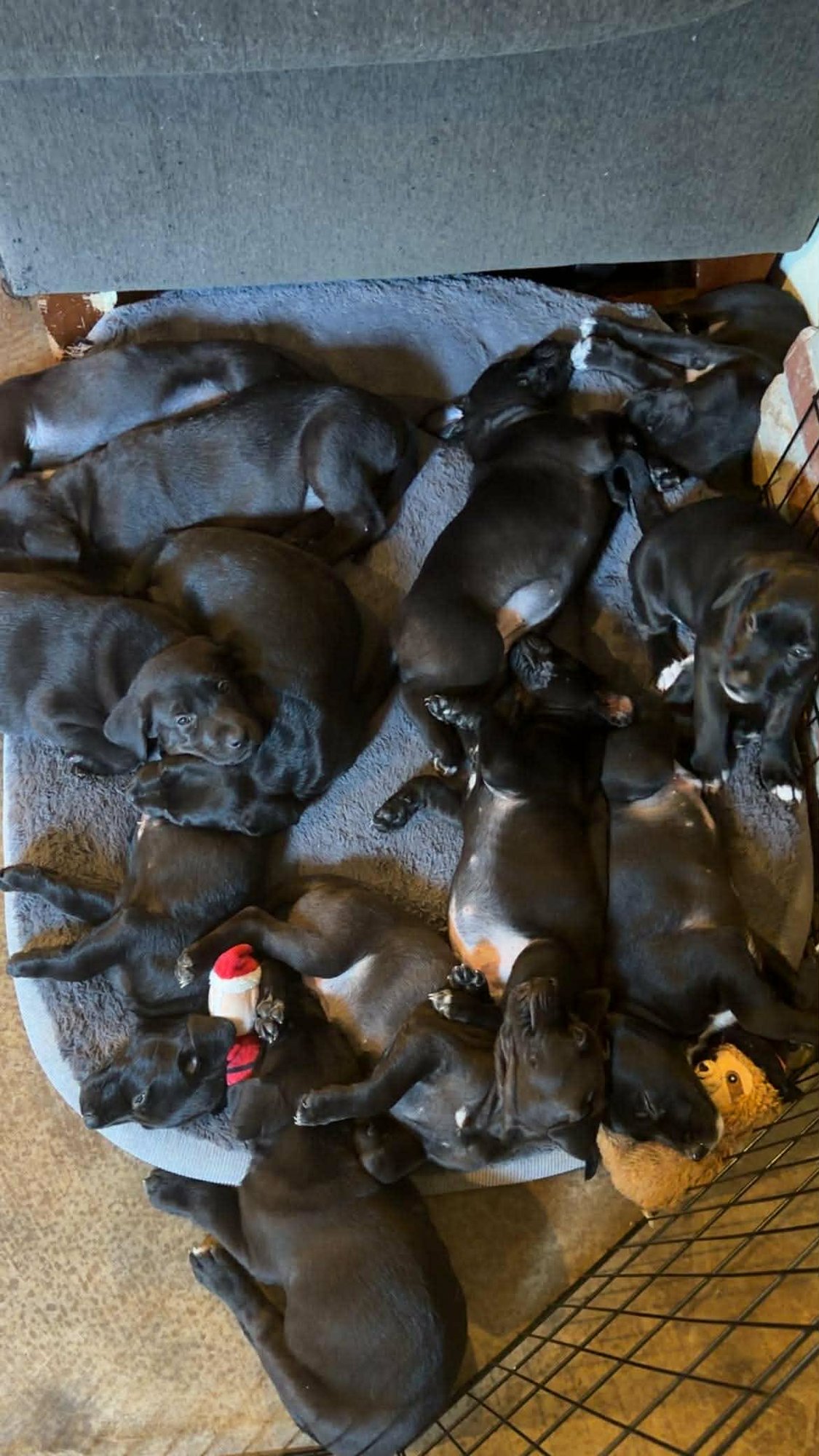 Bagel (NY-Sarah) - Photo 3