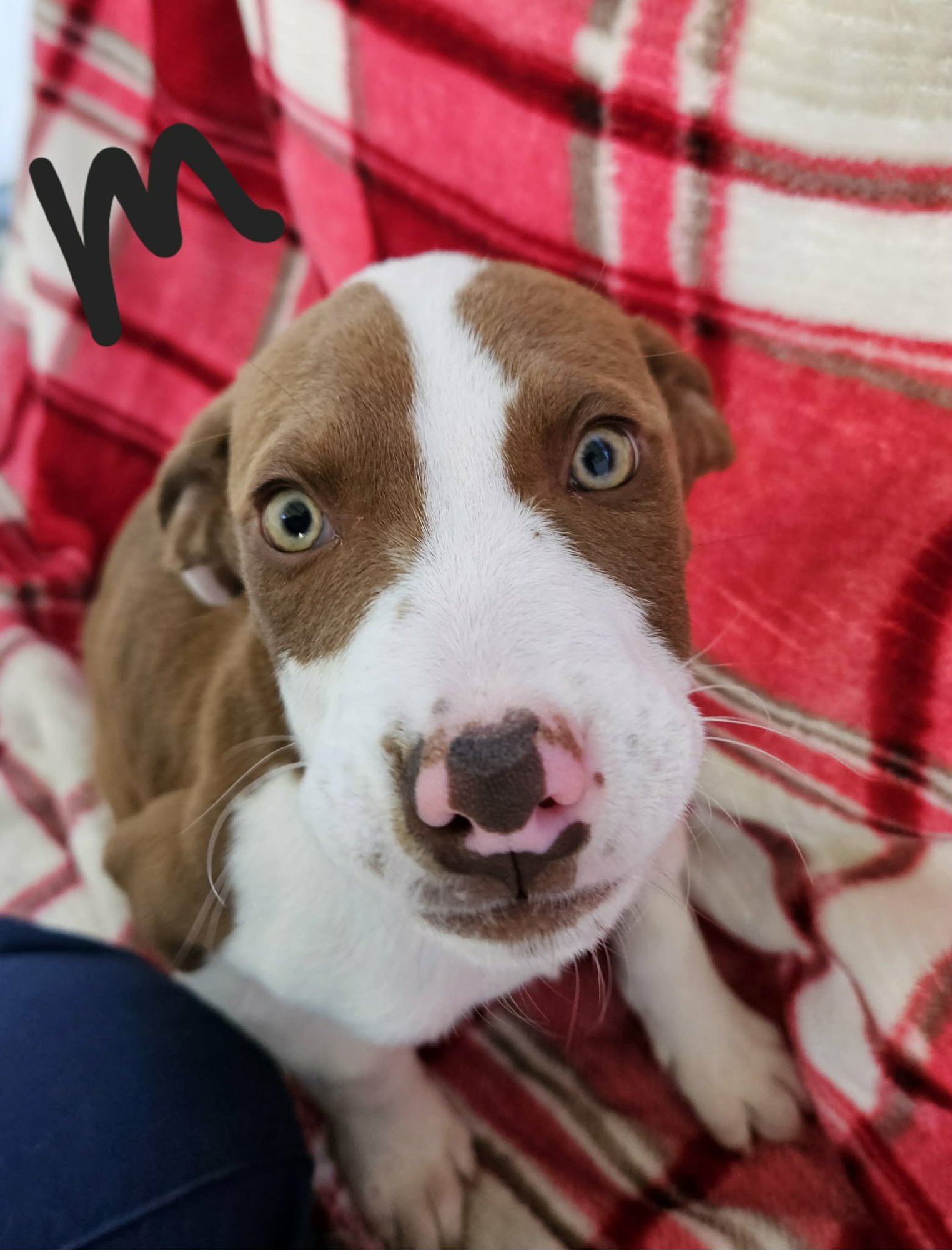 LUCKY (NY-EMILY) - Labrador Retriever available for adoption