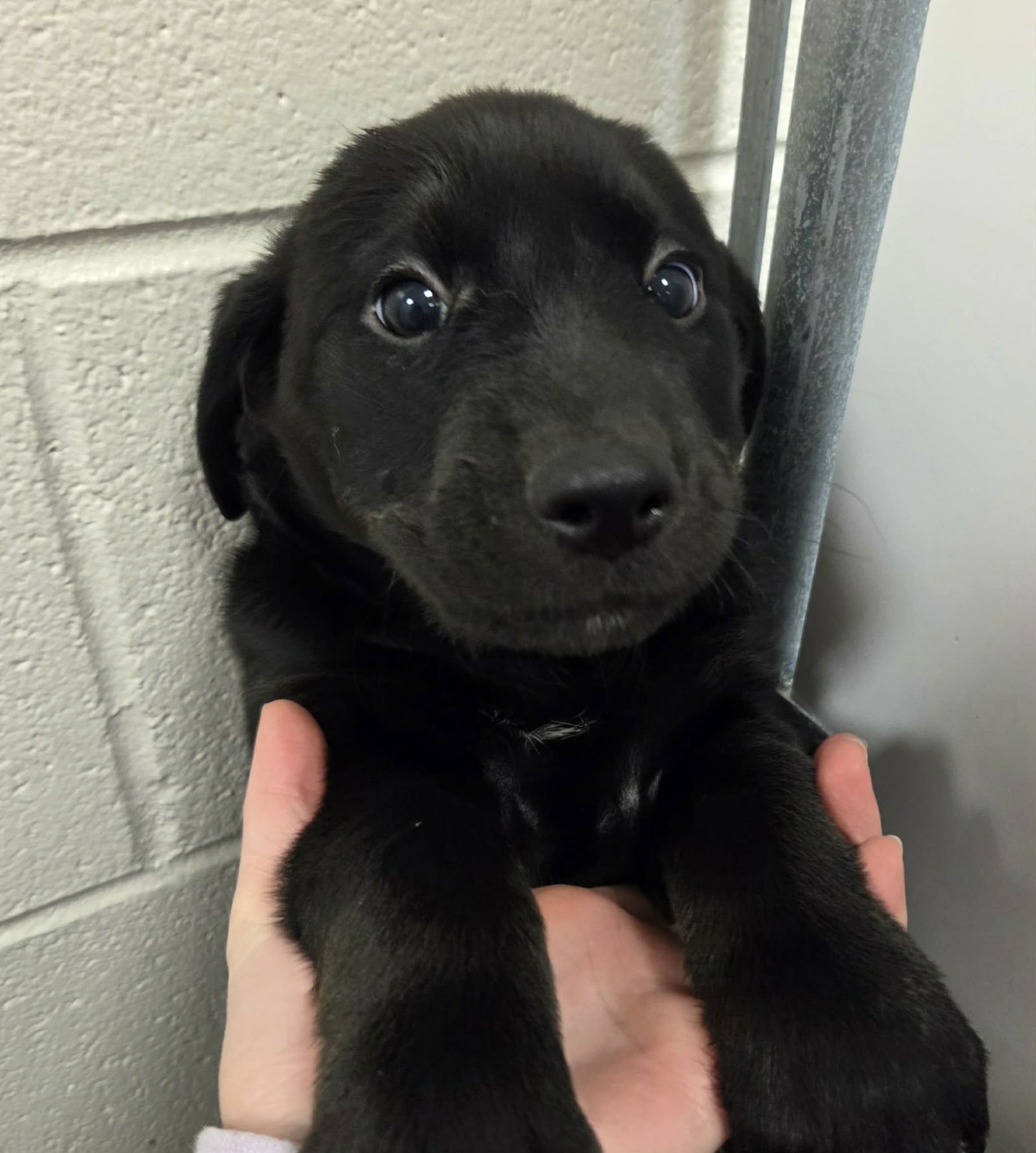 BEAUTY (NY-SARAH) - Labrador Retriever available for adoption