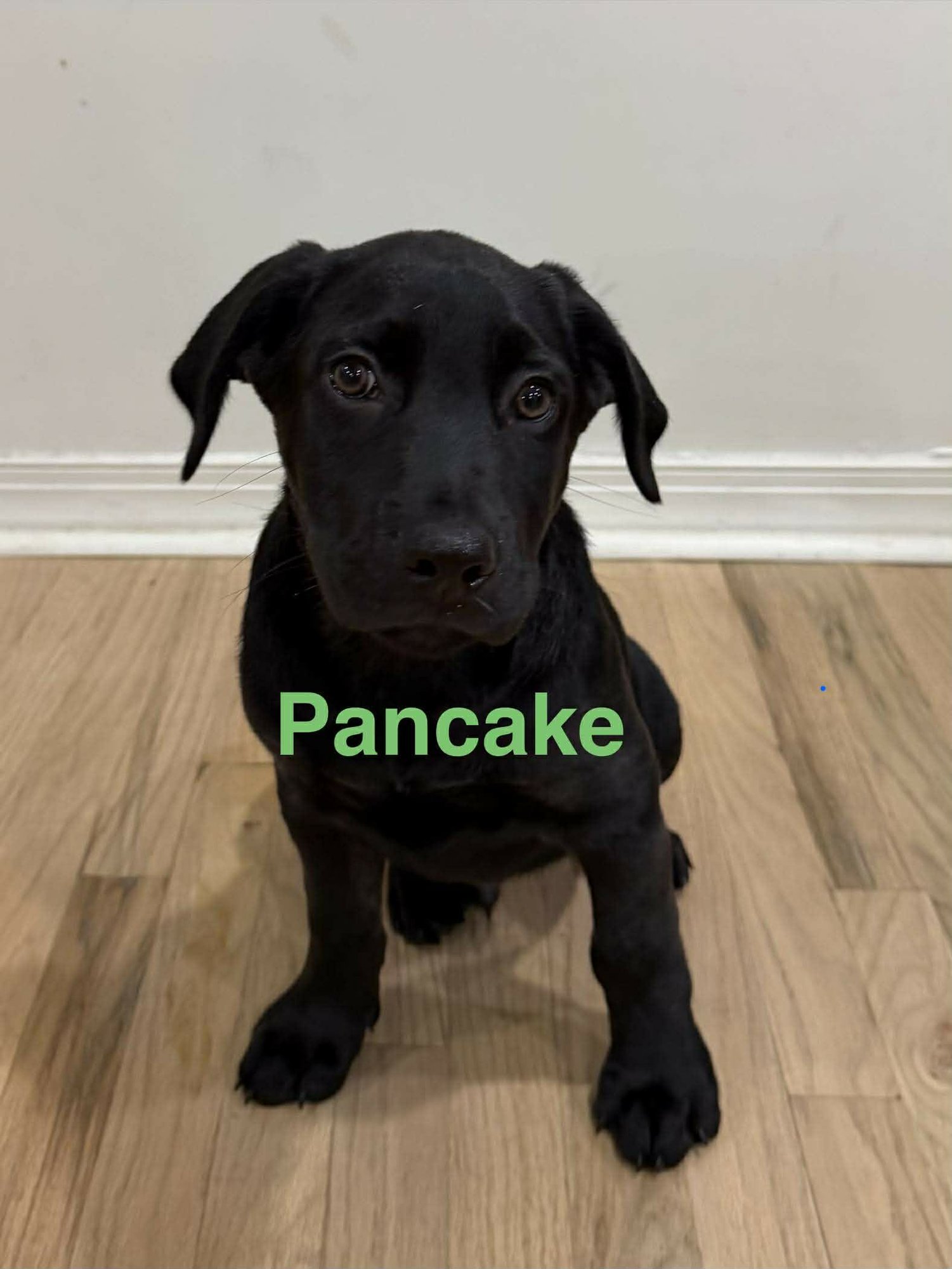 PANCAKE (NY-SARAH) *DELANSON NY* - Labrador Retriever available for adoption