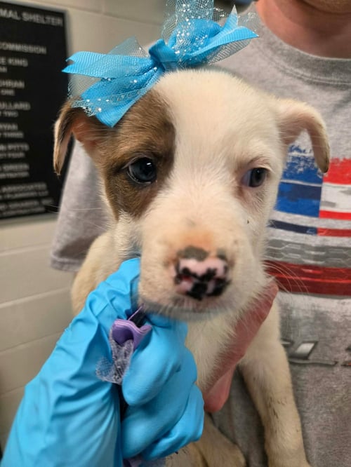 AXEL (NY-LIA) - Jack Russell Terrier available for adoption