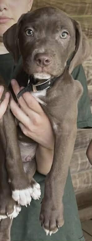 BRUNO (NY-LIA) *YORKVILLE-NY* - Chocolate Labrador Retriever available for adoption