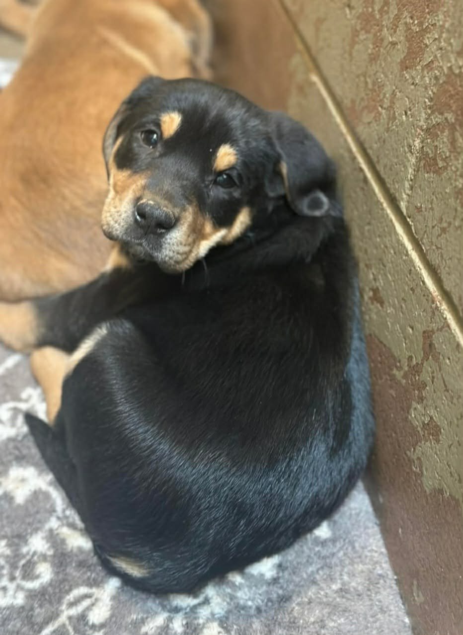 NICO (NY-SARAH) - Rottweiler / Golden Retriever available for adoption