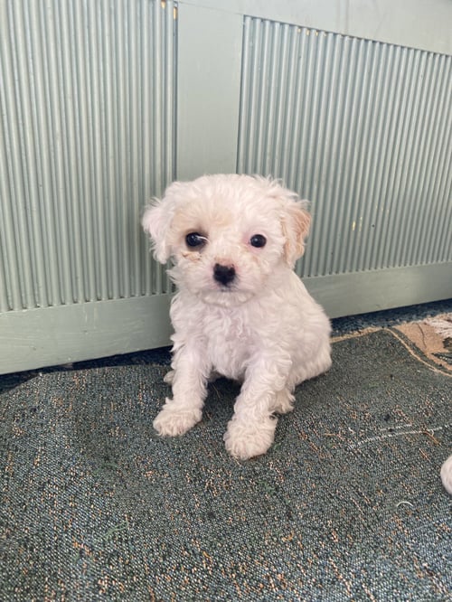 HUCKLEBERRY *COURTESY POST* (AFTON NY)