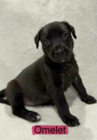 OMELET (NY-SARAH) - Labrador Retriever available for adoption