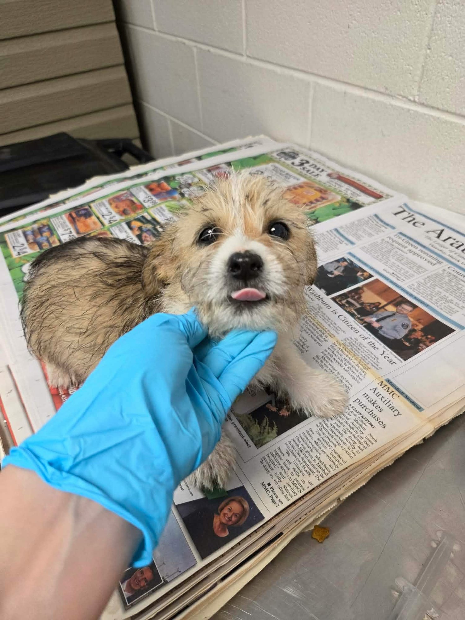 THOR (NY-SARAH) - Dachshund / Terrier available for adoption