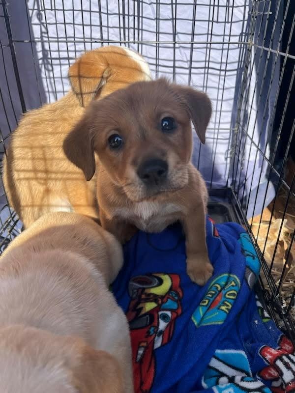 KIARA (NY-SARAH) - Labrador Retriever available for adoption