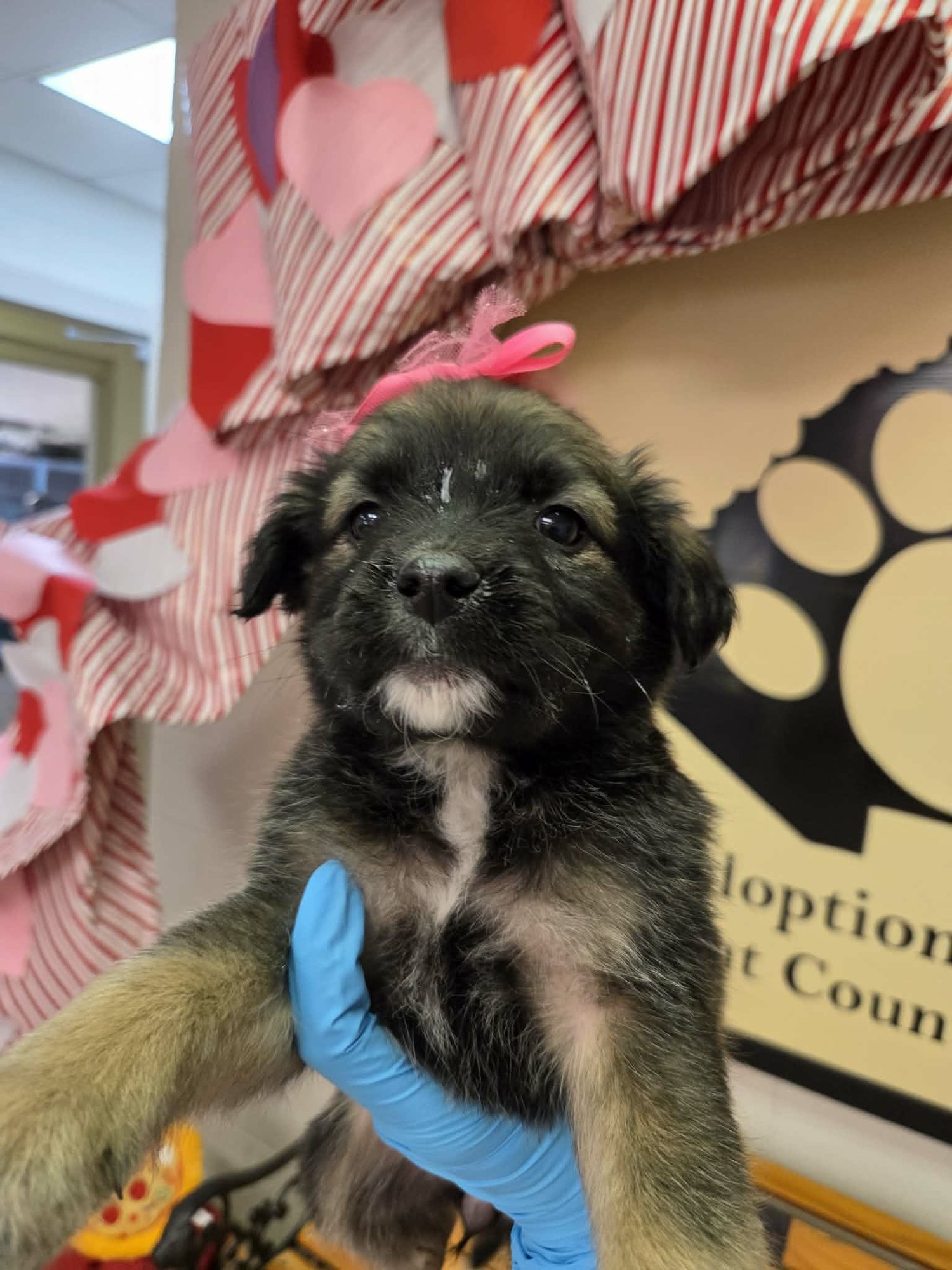 EMMA (NY-SHARI)* - German Shepherd Dog / Labrador Retriever available for adoption