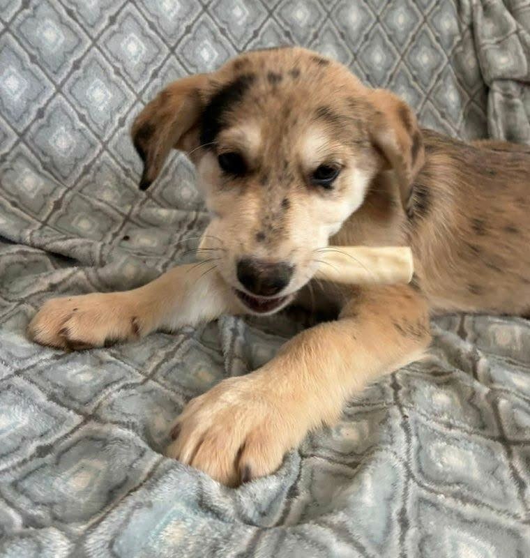 SAMSON (NY-SARAH) - Golden Retriever / Catahoula Leopard Dog available for adoption
