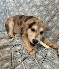 SAMSON (NY-SARAH) - Golden Retriever / Catahoula Leopard Dog available for adoption