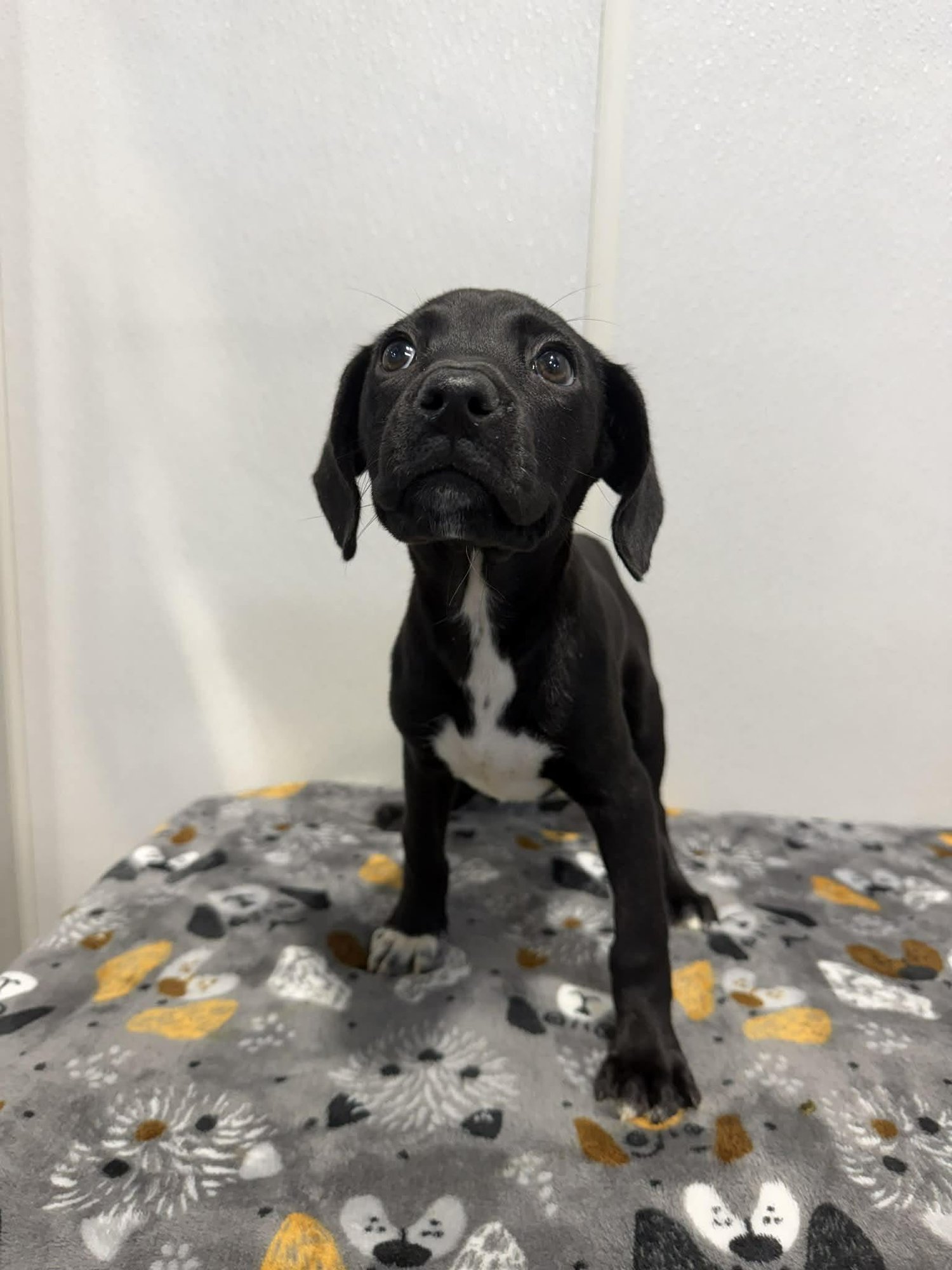 LUNA (NY-SARAH) - Collie / Labrador Retriever available for adoption