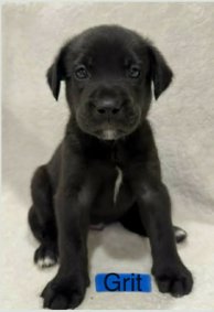 GRIT (NY-SARAH) - Labrador Retriever available for adoption