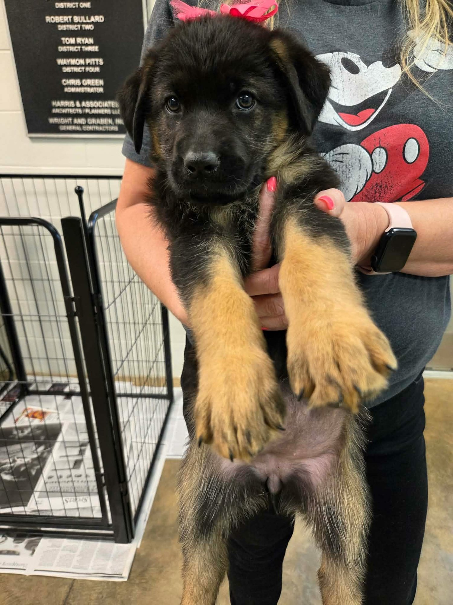 OPAL (NY-SARAH) - German Shepherd Dog / Golden Retriever available for adoption