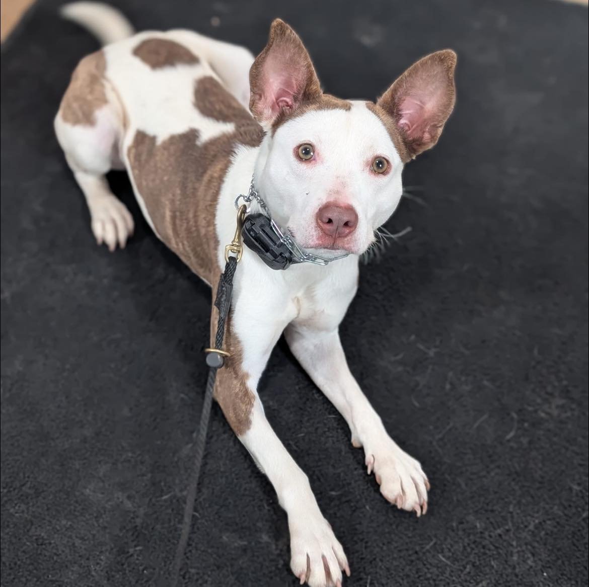 COLA - American Staffordshire Terrier available for adoption