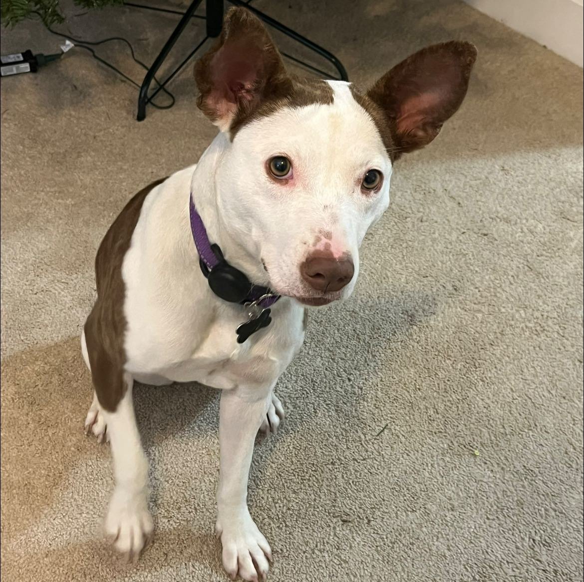 COLA - American Staffordshire Terrier available for adoption