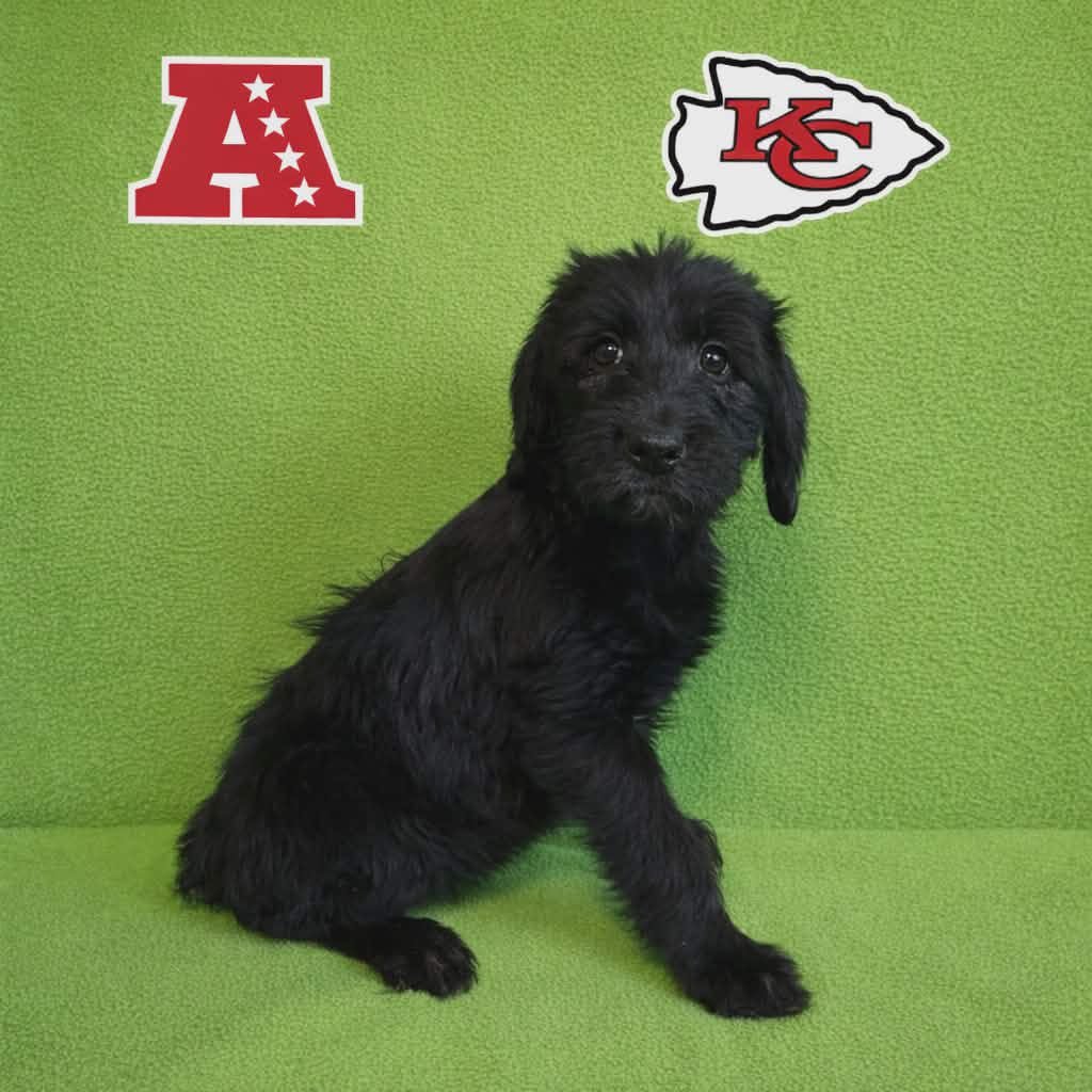 CHIEFS - Poodle (Standard) available for adoption