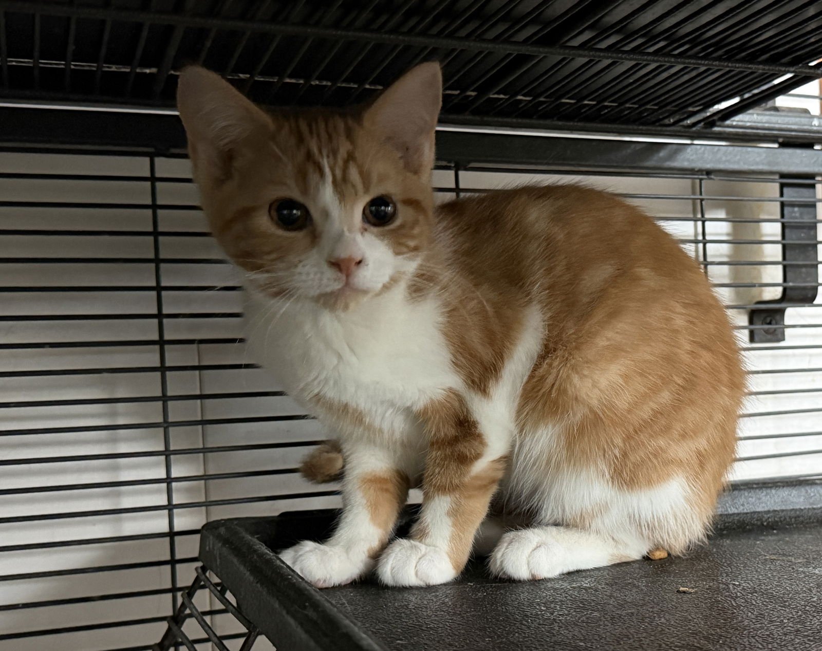 TONI - Domestic Short Hair available for adoption