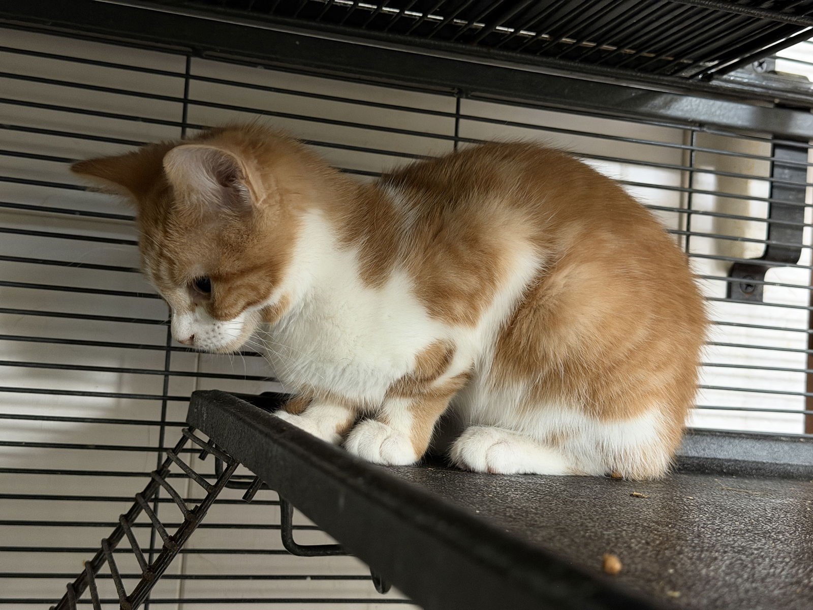 TONI - Domestic Short Hair available for adoption