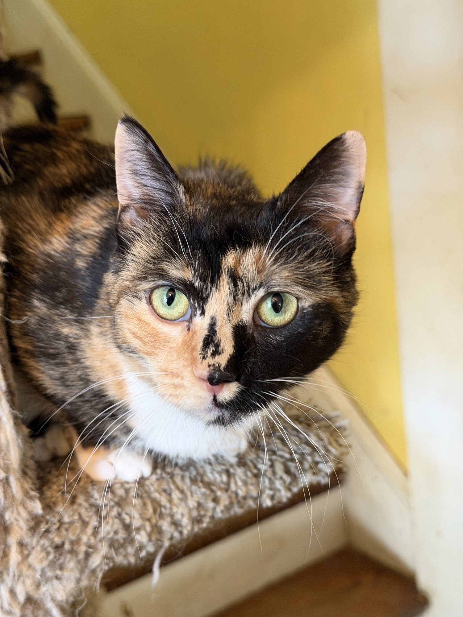 LIBBY - Domestic Short Hair available for adoption