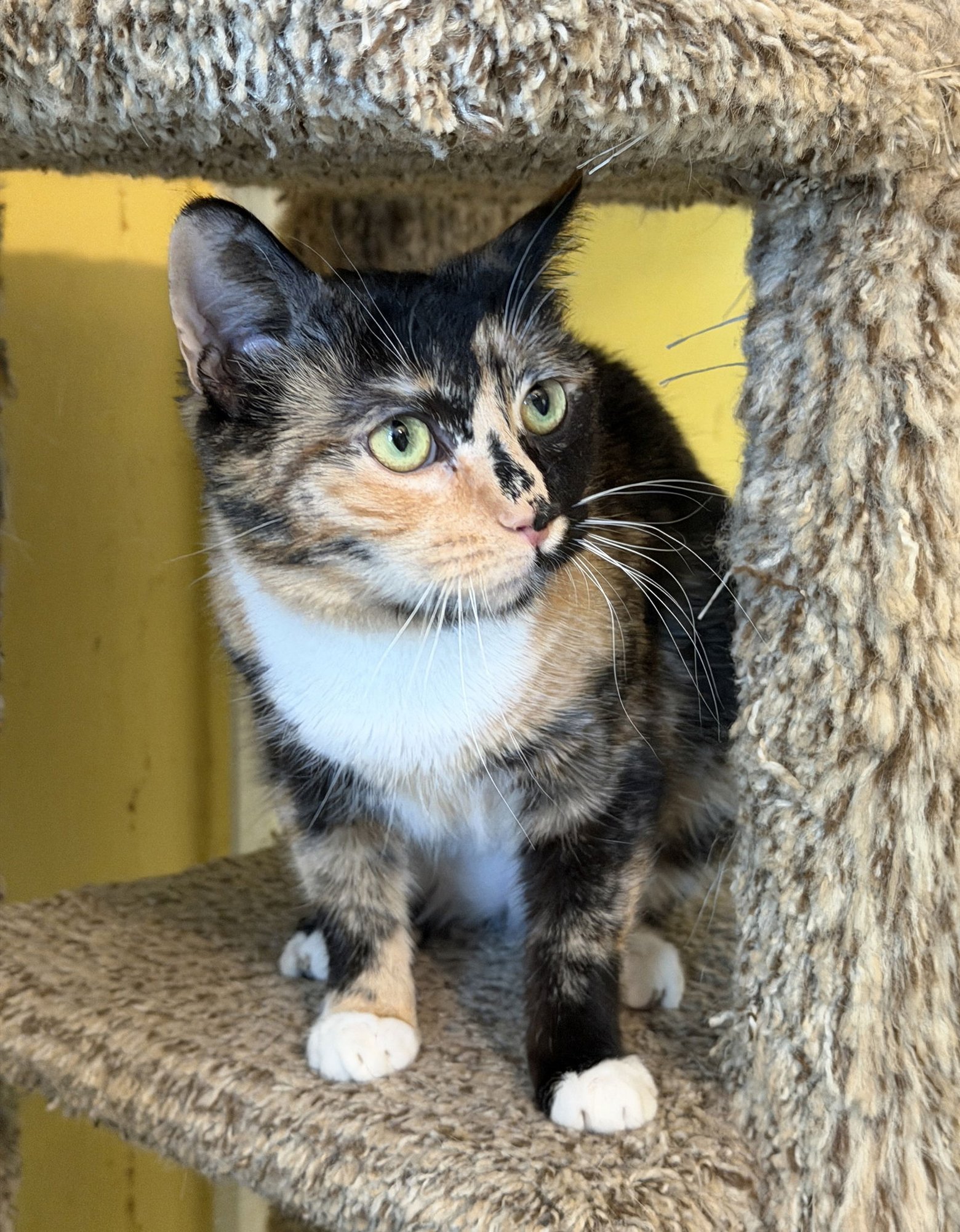 LIBBY - Domestic Short Hair available for adoption