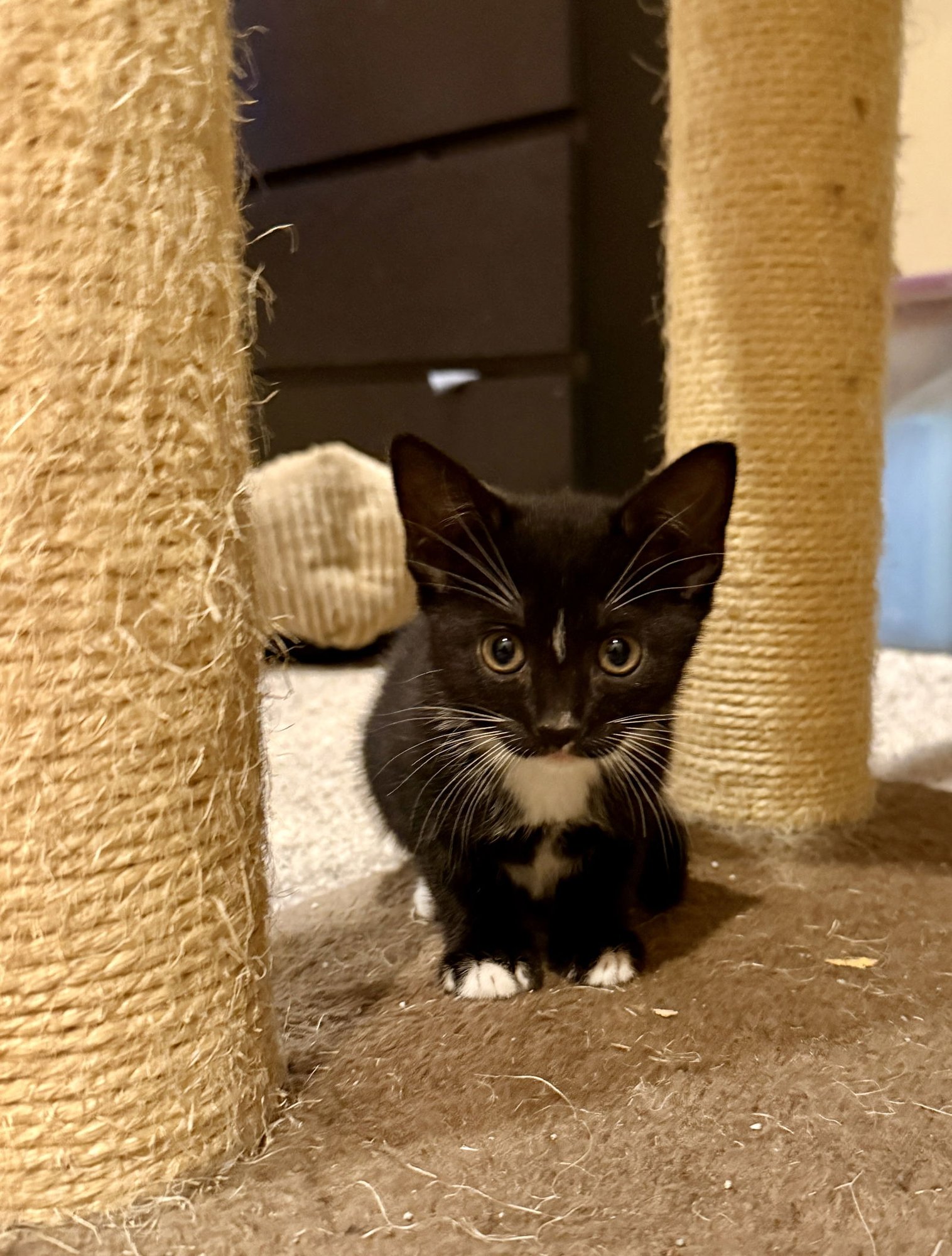 SEAHAWK - Domestic Short Hair available for adoption