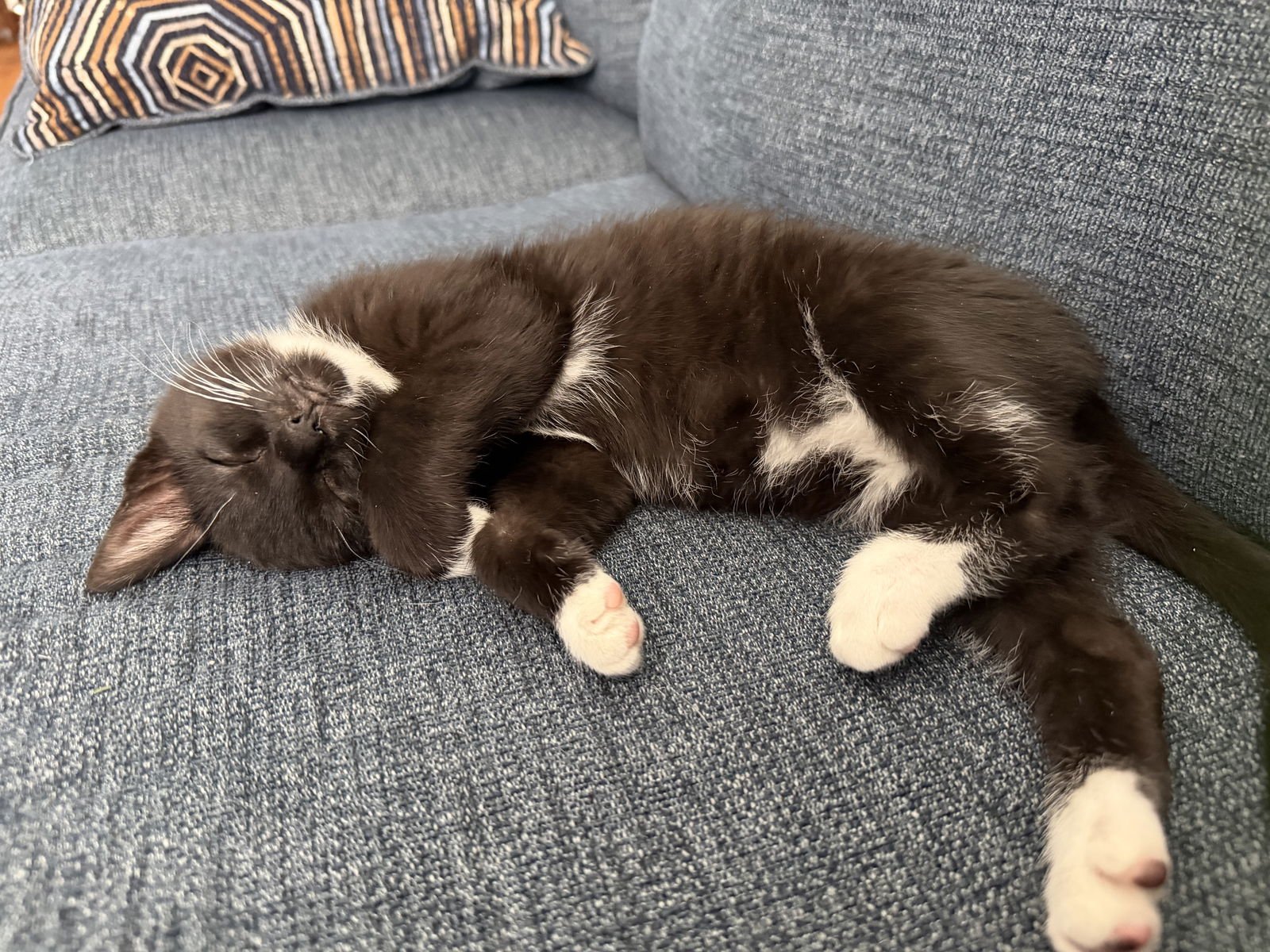 DOMINO - Domestic Short Hair available for adoption