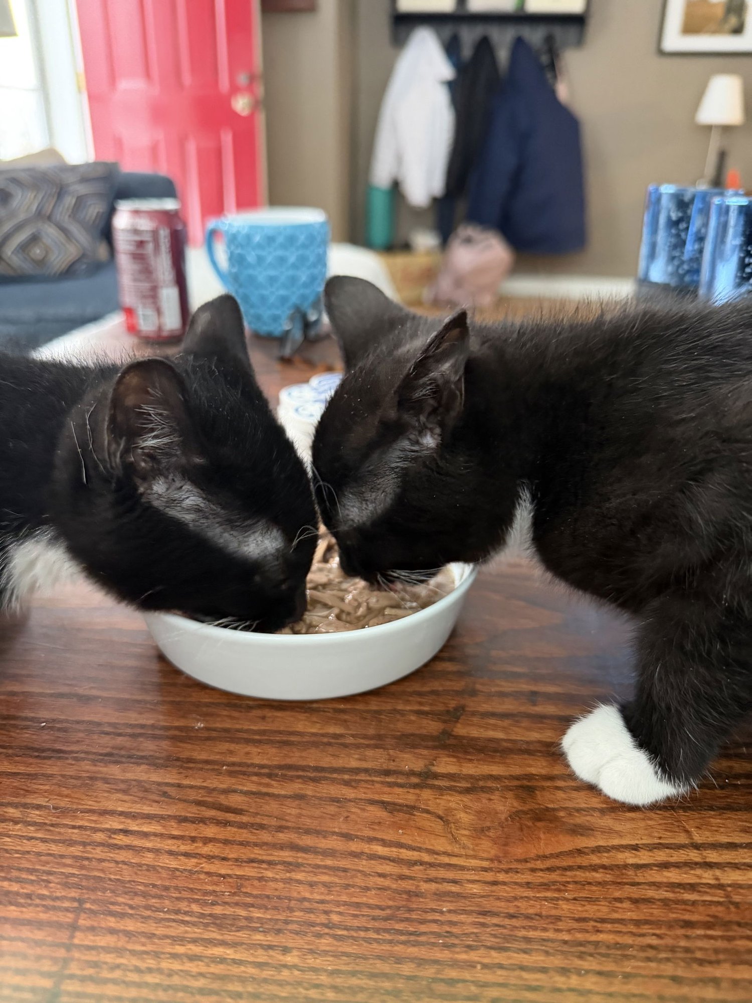 DOMINO - Domestic Short Hair available for adoption