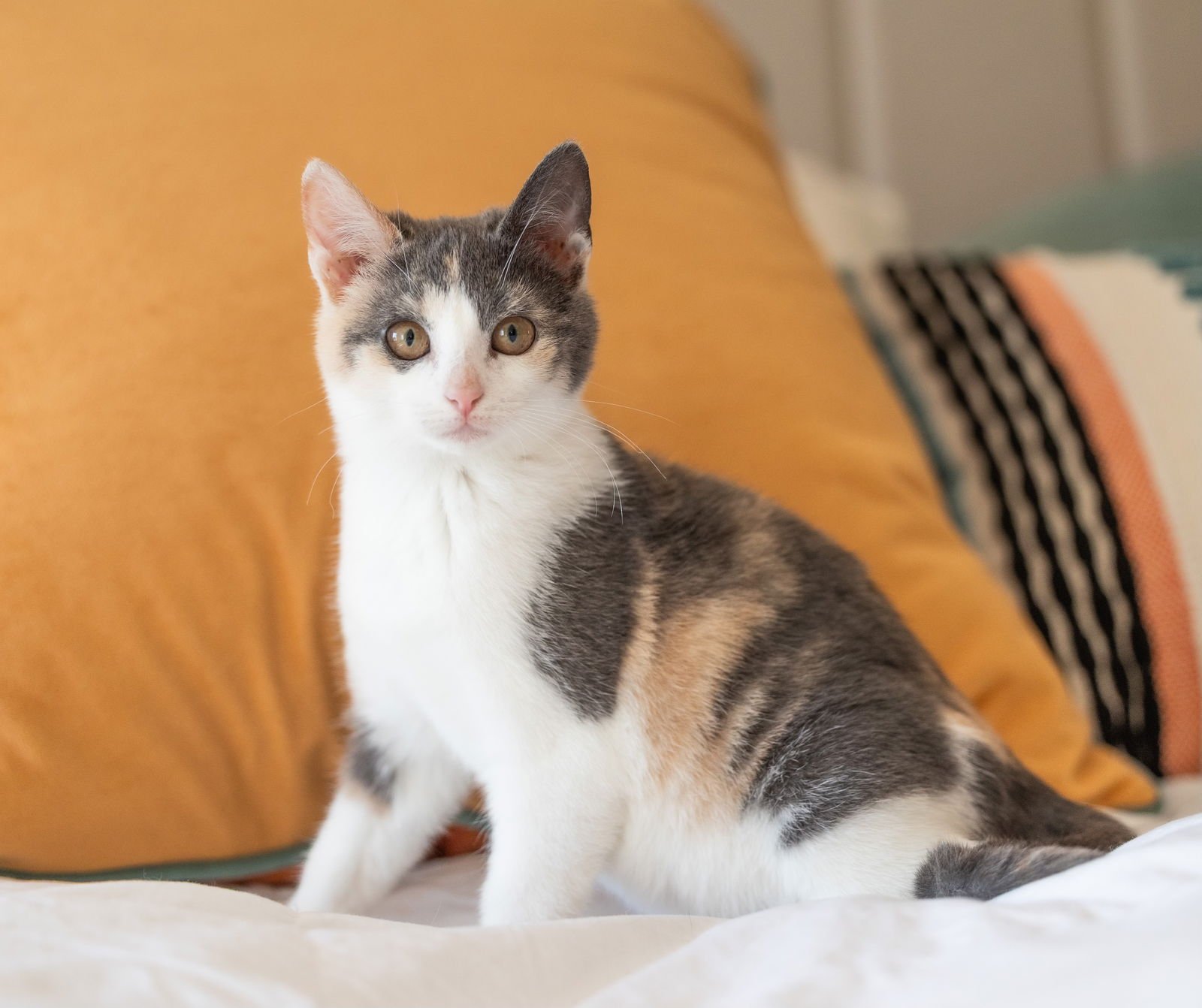 MAPLE - Domestic Short Hair available for adoption