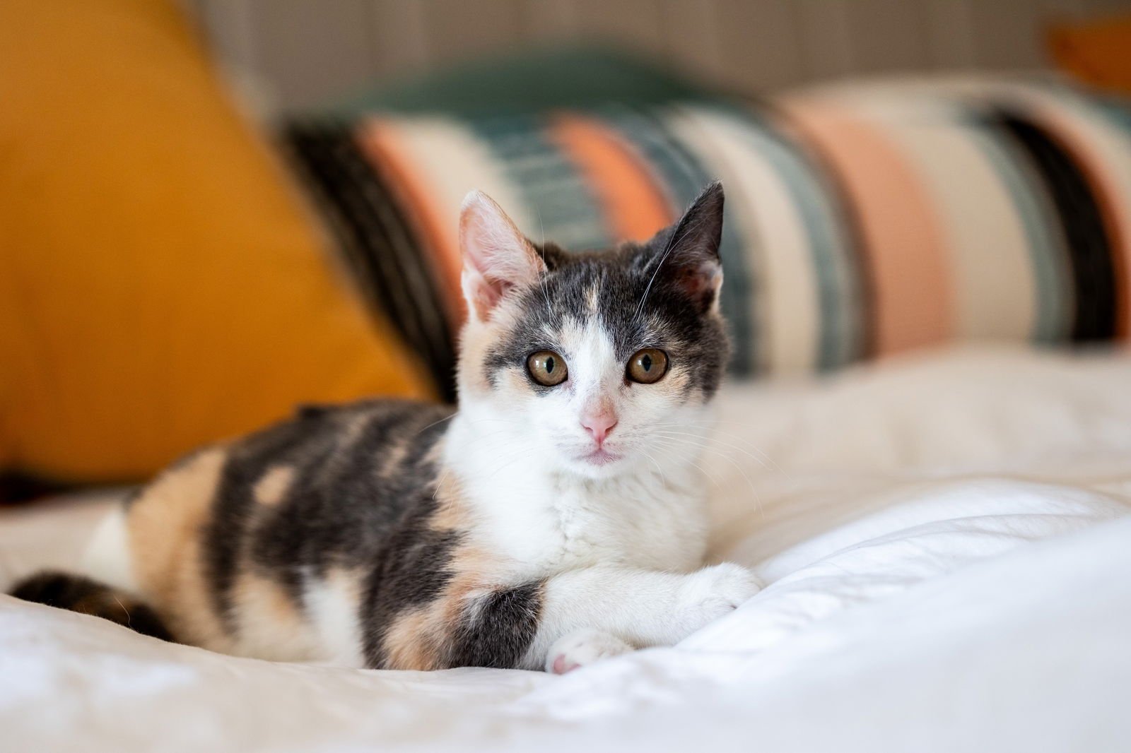 MAPLE - Domestic Short Hair available for adoption