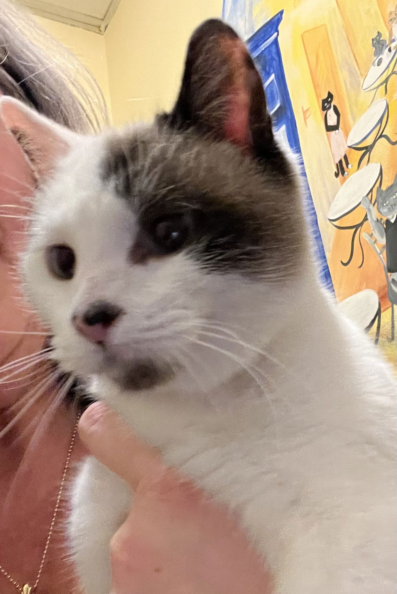 SHASTA - Siamese available for adoption