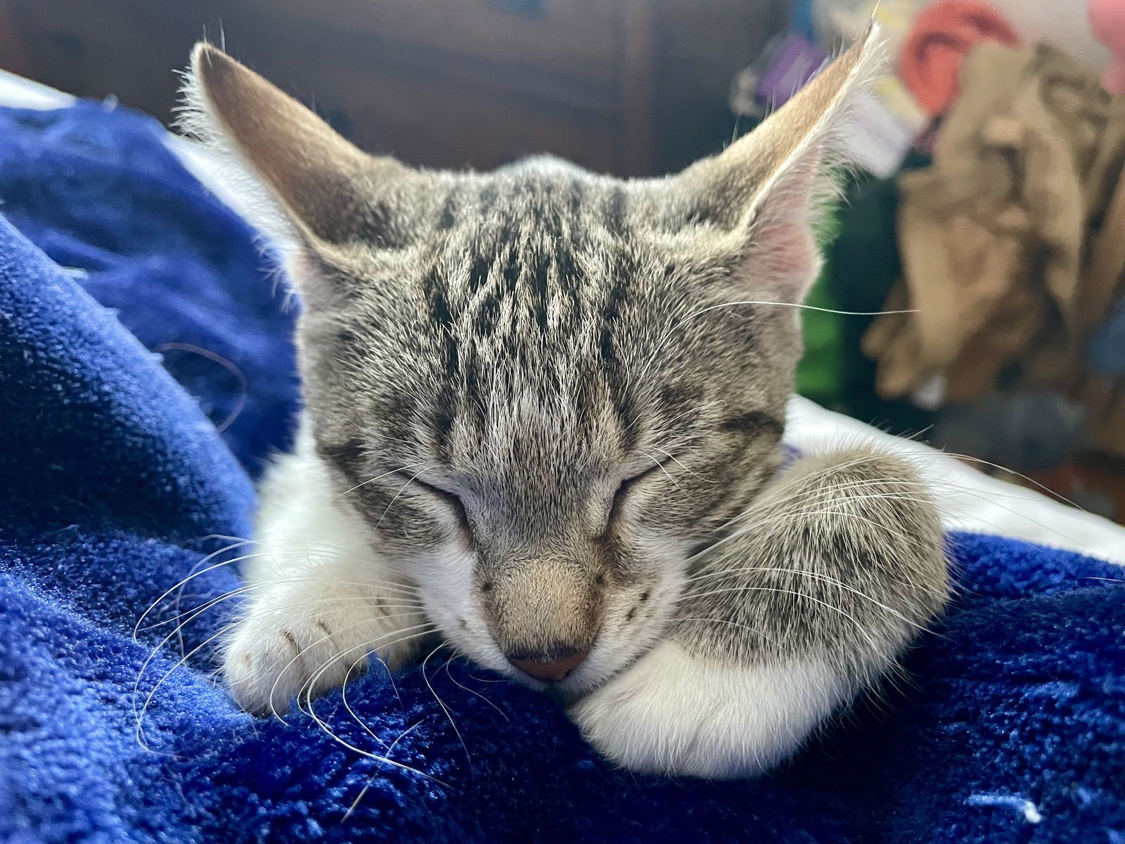 SNOW LEOPARD - Domestic Short Hair available for adoption
