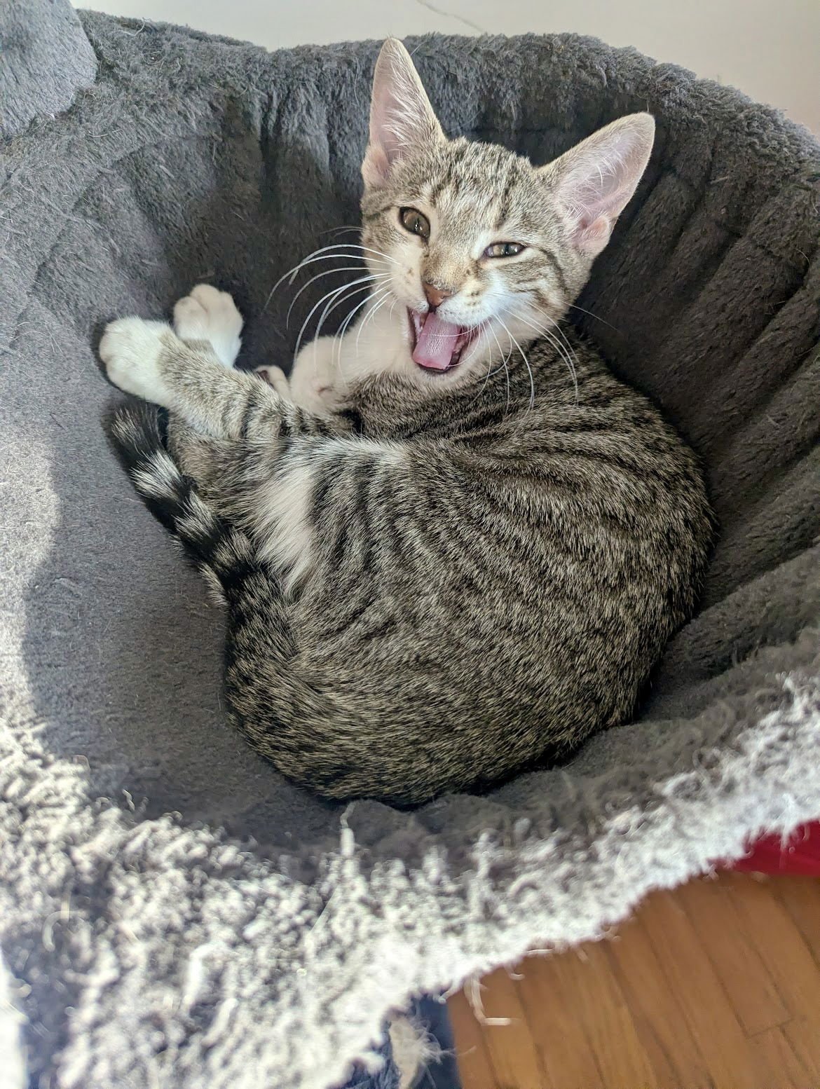 Snow Leopard - Photo 3