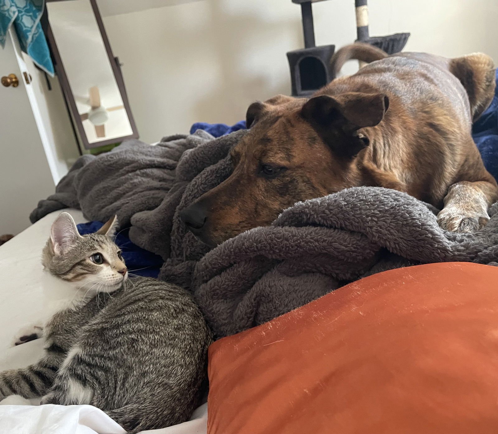 Snow Leopard - Photo 4