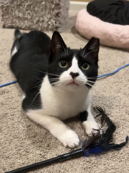 RABBIT - Domestic Short Hair available for adoption