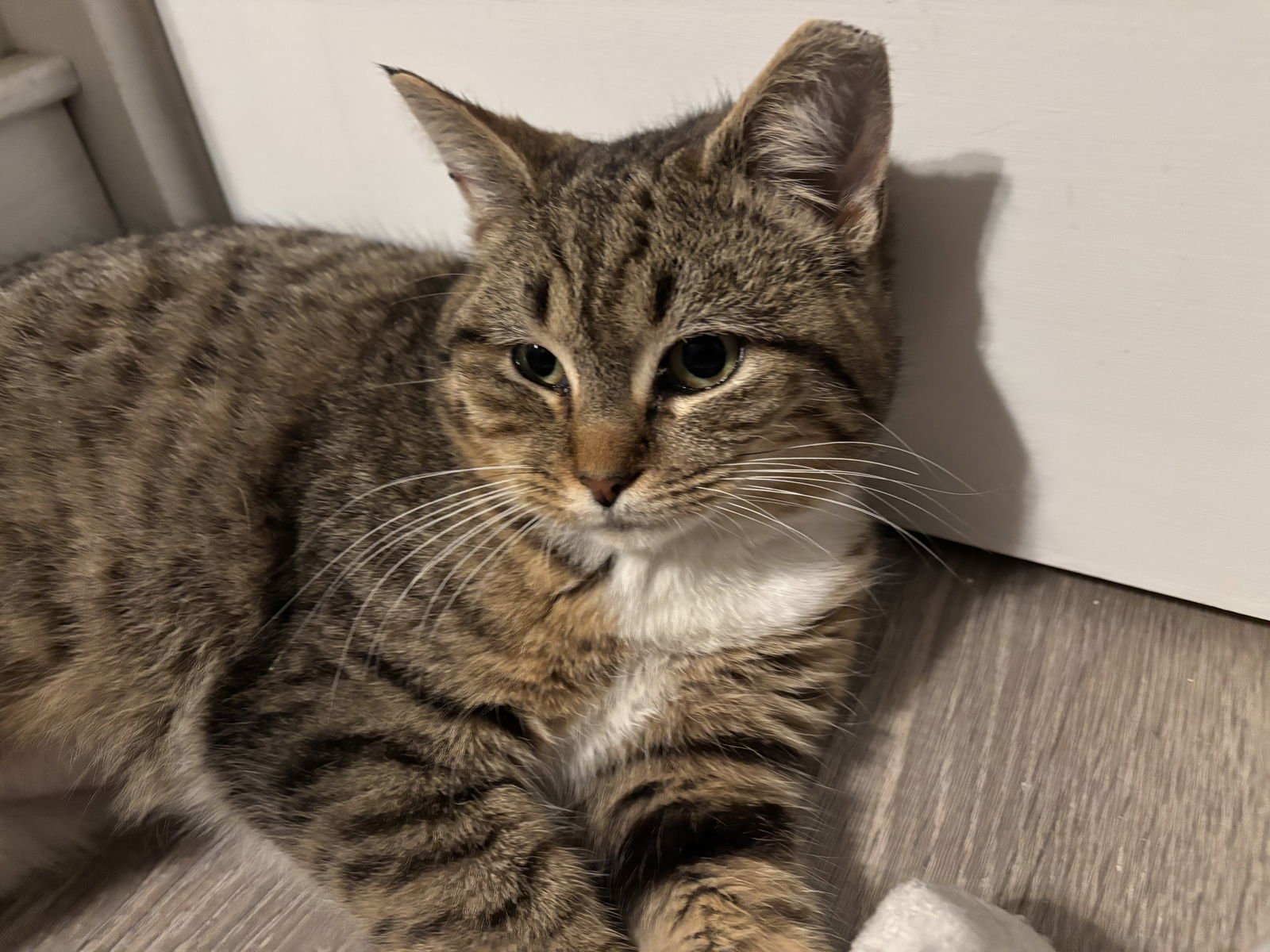 BUNNY - Domestic Short Hair available for adoption